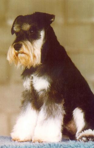 CH Raksha Huggy Bear CD