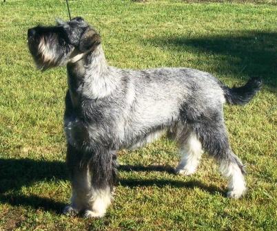 CH Raksha Quintessense