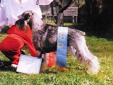 Australia's First Grand Champion Schnauzer
Grand CH. Treuliebe Gerhard CD (Boris)
 (deceased 8 August 2007)