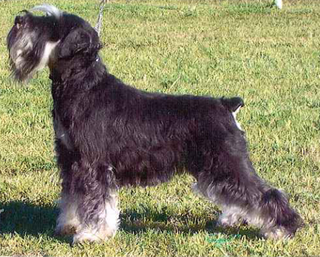 CH Raksha Geogie Girl